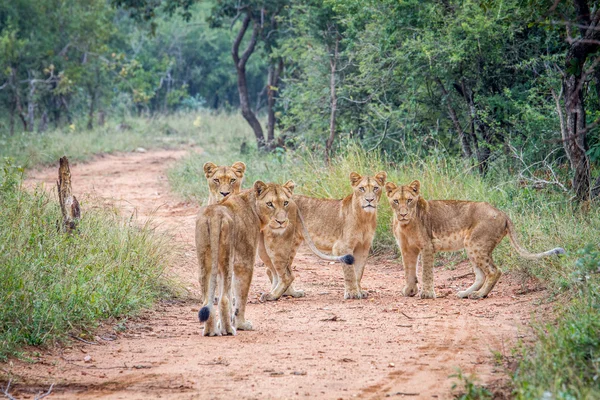 Starring group of young Lions in the Kapama Game Reserve.