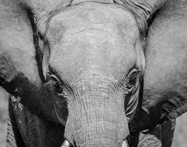 Young Elephant starring in black and white the Kruger National Park.