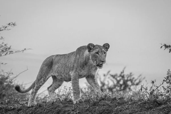 Walking Lion cub in black and white in the Mkuze Game Reserve.