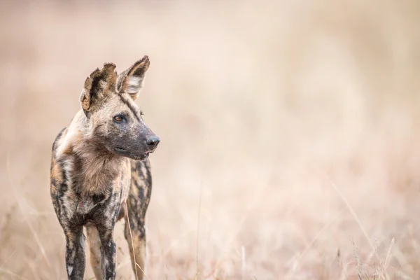 African wild dog starring in the Kruger National Park.