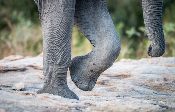 Elephant feet and trunk in the Kruger National Park.