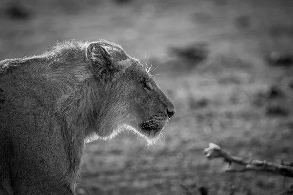 Side profile of a young male Lion in black and white.