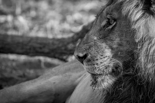 Side profile of a male Lion in black and white.