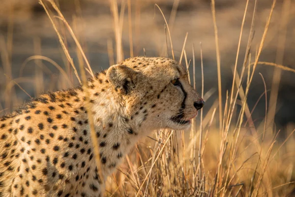 Side profile of a Cheetah in the Kruger.