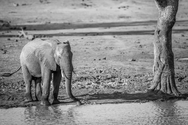 A drinking Elephant in black and white in the Kruger.