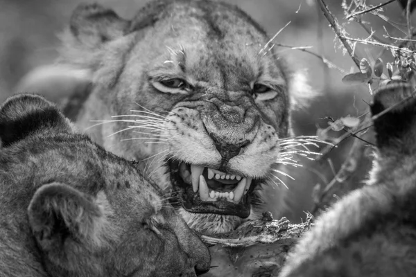Lion eating in black and white in the Kruger.