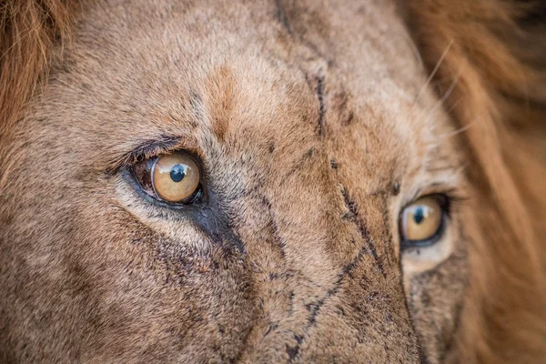 Close up of Lion eyes in the Kruger.