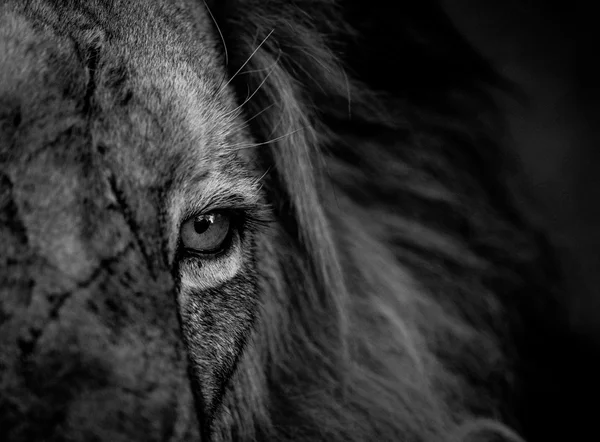 Close up of a Lion eye in black and white in the Kruger.
