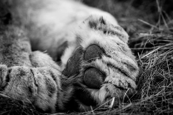 Close up of a Lion paw in black and white in the Kruger.