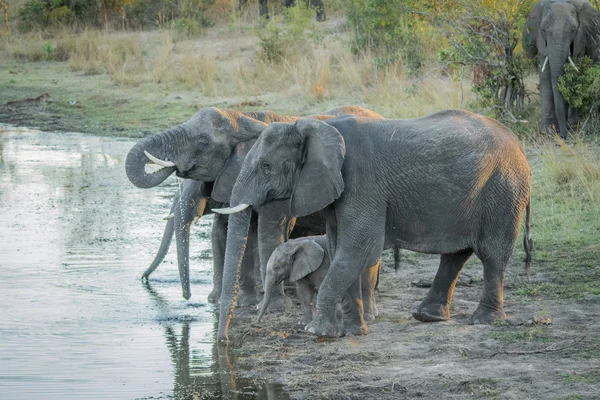 Drinking herd of Elephants.