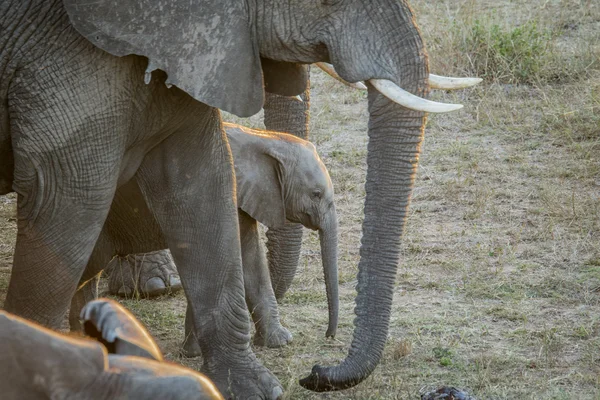 Baby Elephant in between the herd.