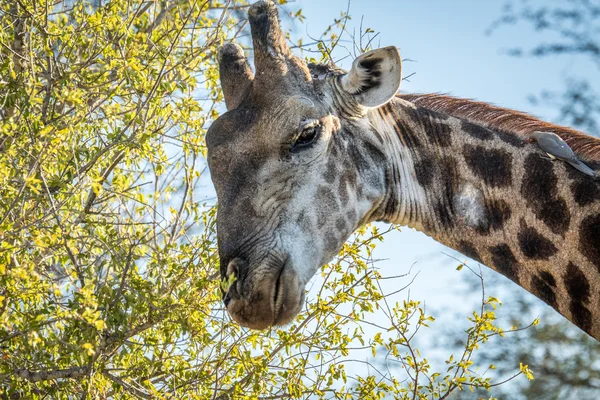 Giraffe eating leaves.