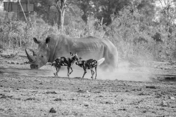 Two African wild dogs with a White rhino in black and white.