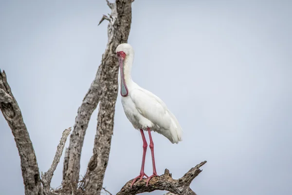 African spoonbill in a tree.
