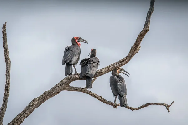 Three Southern ground hornbills in a tree.