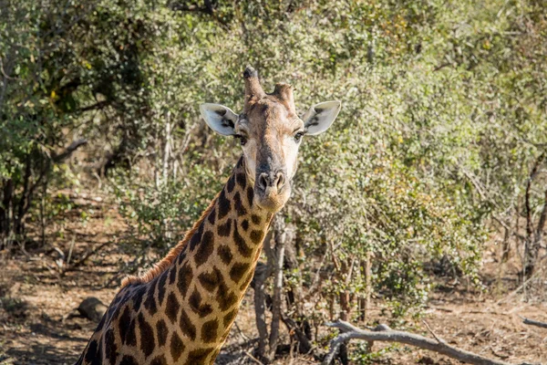 Giraffe starring at the camera.