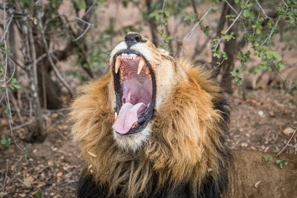 Huge male Lion yawning.