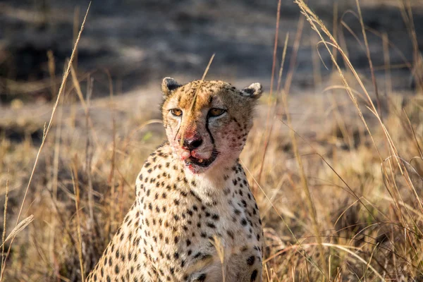 Starring Cheetah with a bloody face.