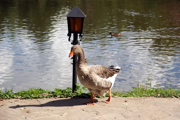 The bird grey goose