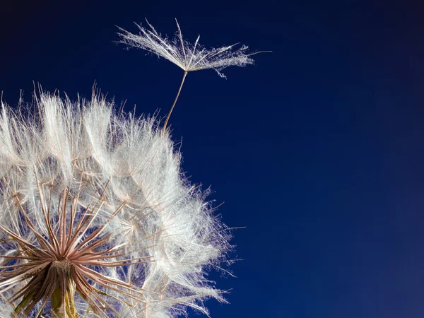 Dandelion with seed blowing away in the wind