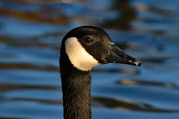 Canada Goose Close Up