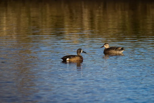 Blue-Winged Teal Pair