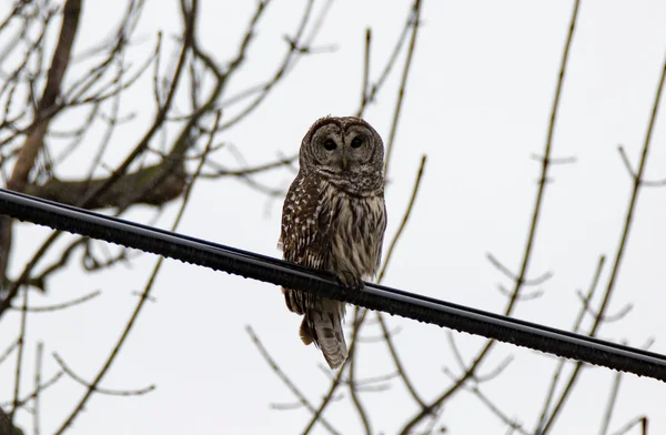Barred Owl On A Wire