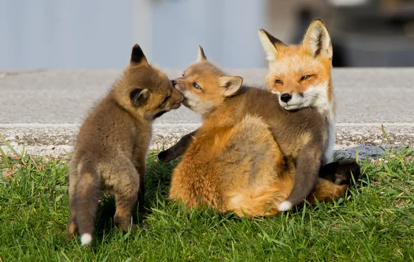 Red Fox Vixen and Two Kits