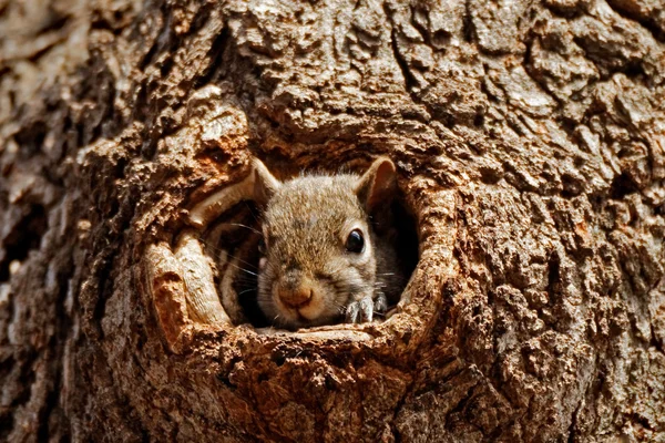Grey Squirrel in a Hole