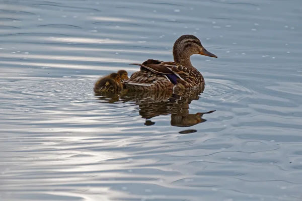 Mallard Duck and Ducklings Swimming