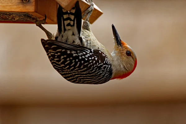 Red-Bellied Woodpecker on a Feeder
