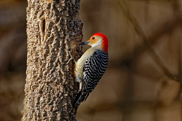 Red-Bellied Woodpecker on a Tree