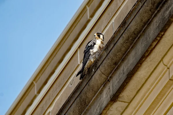 Peregrine Falcon on a Ledge