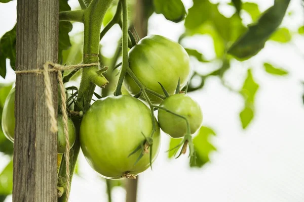 Green tomatoes on tomato tree