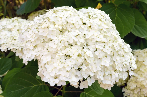 Shrub with white lush flowers - hydrangea. To park, garden