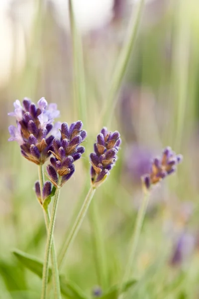 Detail of scented lavender flowers field in soft purple and lilac colors with shallow depth of field. Natural background