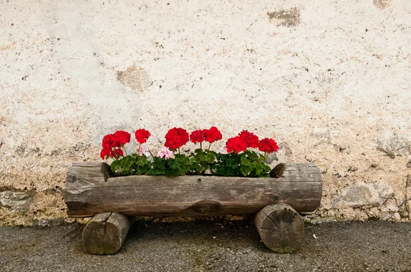 Rustic old wooden planter box with red geraniums and grunge wall in background