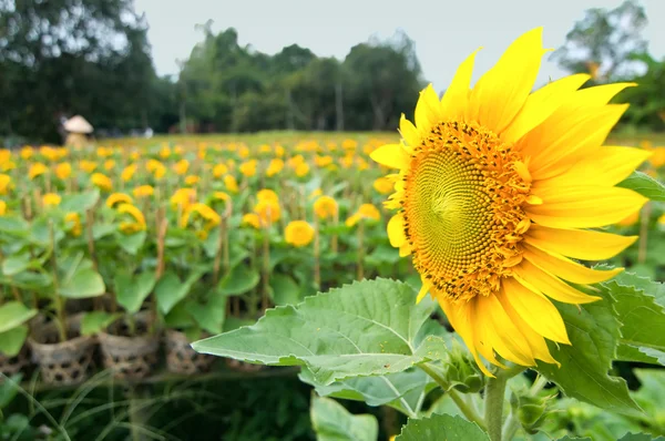 Sun flower flower