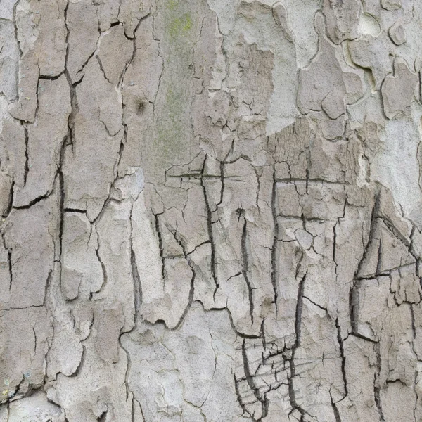 Details of bark of the London plane tree in the park of Rotterdam, Netherlands.