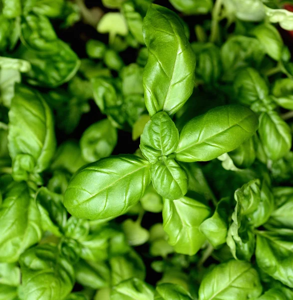 Close up of young basil plants
