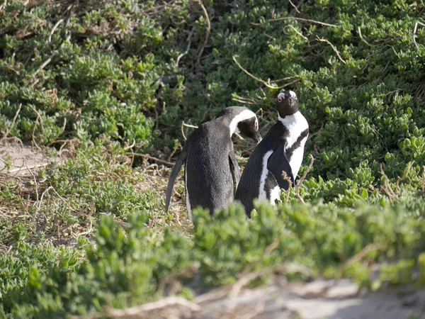 Penguins at Boulders Beach, Cape Town, South Africa