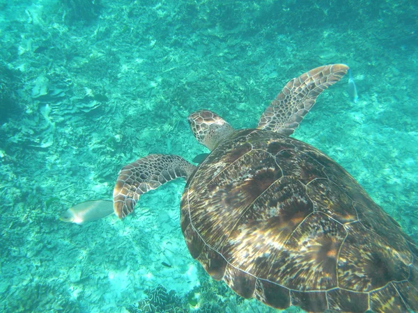 A wild sea turtle at Similan Islands National Park, Thailand