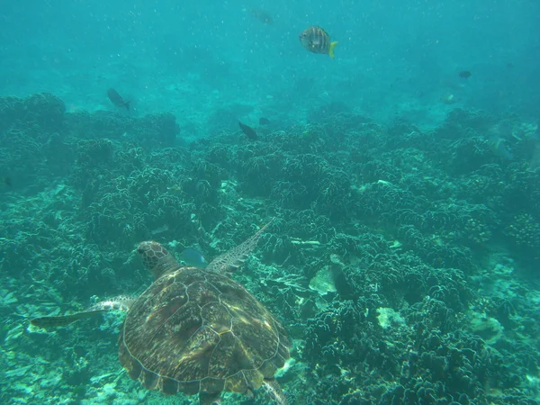 A wild sea turtle at Similan Islands National Park, Thailand