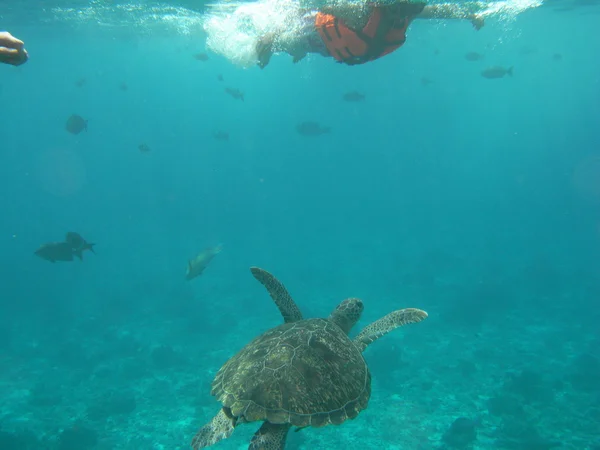 A wild sea turtle at Similan Islands National Park, Thailand