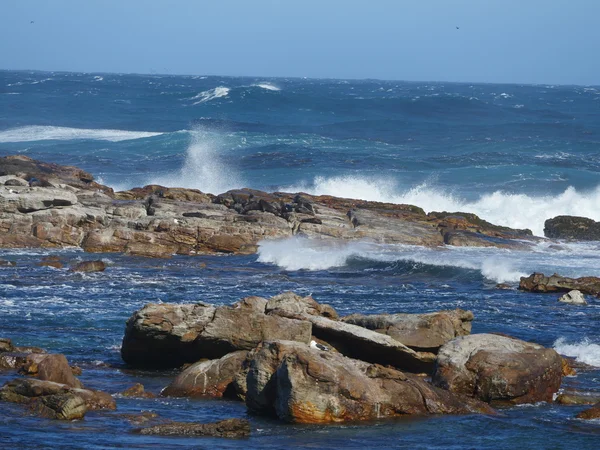 Huddle of sea lions at Cape of Good Hope