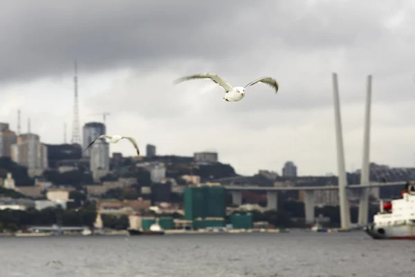 Seagull flying over the sea , against the backdrop of the city Vladivostok