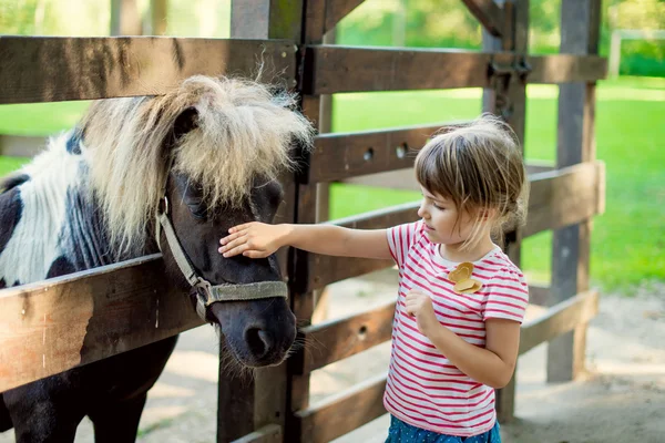 Cute little girl petting a pony in the zoo through a wooden fence