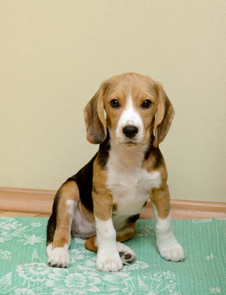 Female Beagle puppy