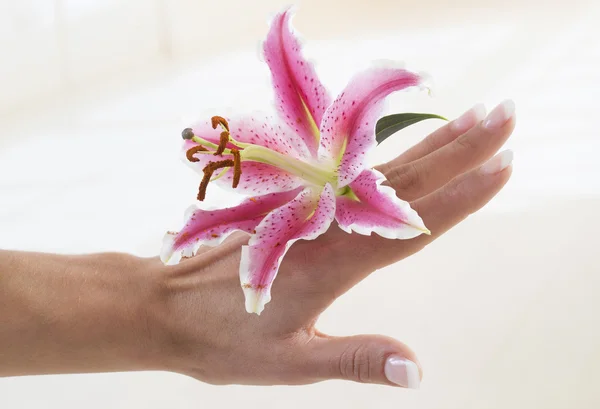 Beautiful woman hands and lily flower