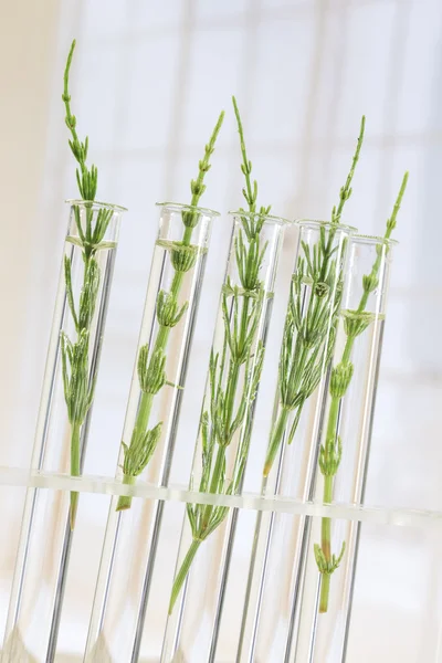 Medicinal plant Horsetail in test tubes